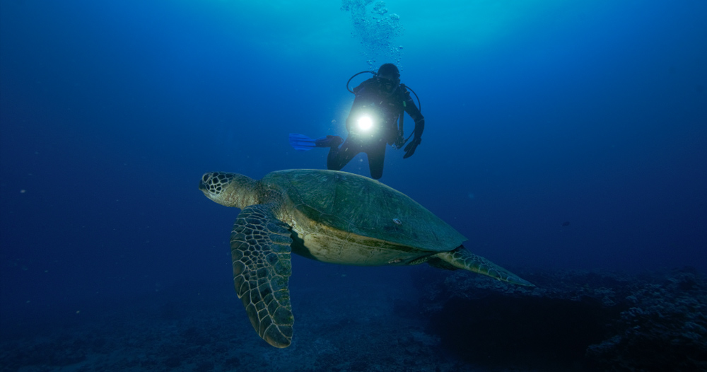 Dive Oahu: Night Dives
